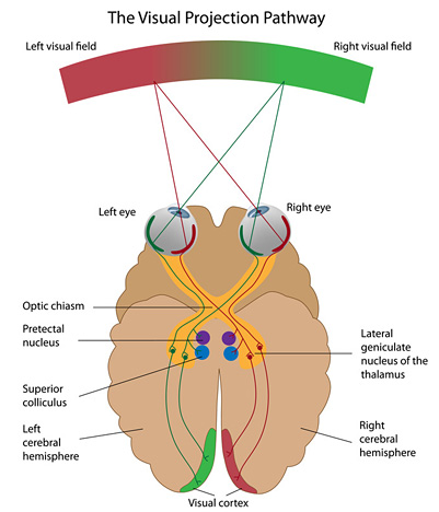 The Visual Projection Pathway